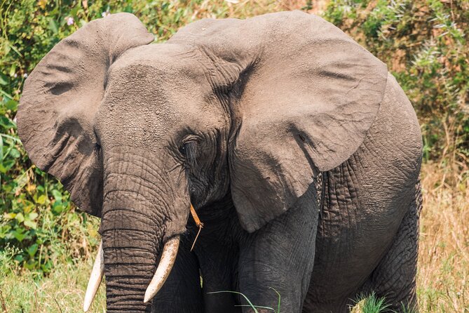 12-Day Pearl of Africa Wildlife and Adventure Highlights - Days 6 and 7 Queen Elizabeth National Park: Ishasha Lions and Kazinga Channel Hippos