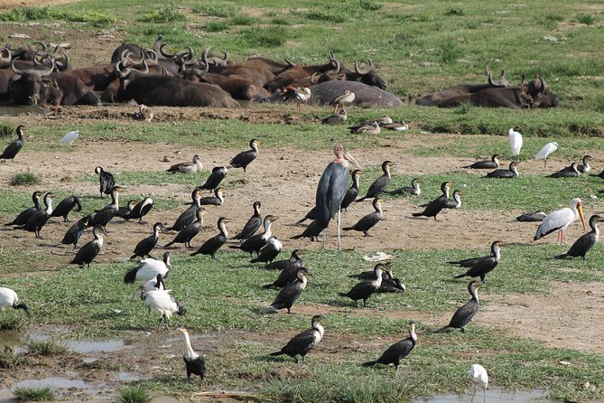 12-Day Pearl of Africa Wildlife and Adventure Highlights - Meeting in Entebbe and Starting at 7:00 am