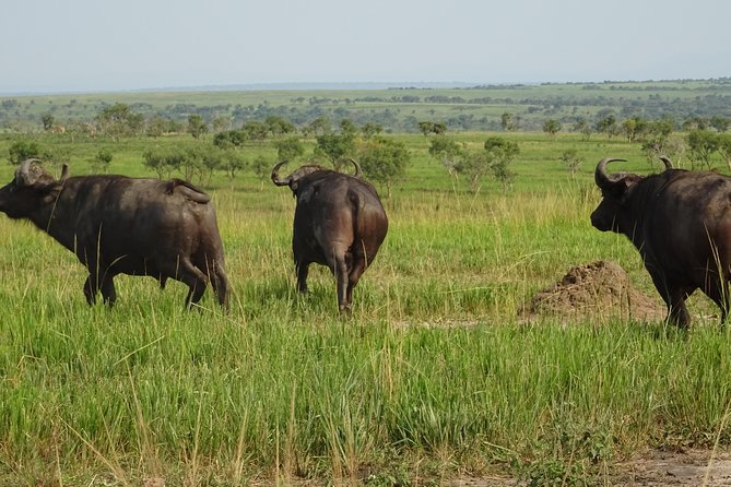 12 Days Memorable Experience tour in Uganda - Kidepo Valley National Park Days 6 and 7: Big Animals, Plus Culture and Evening Views