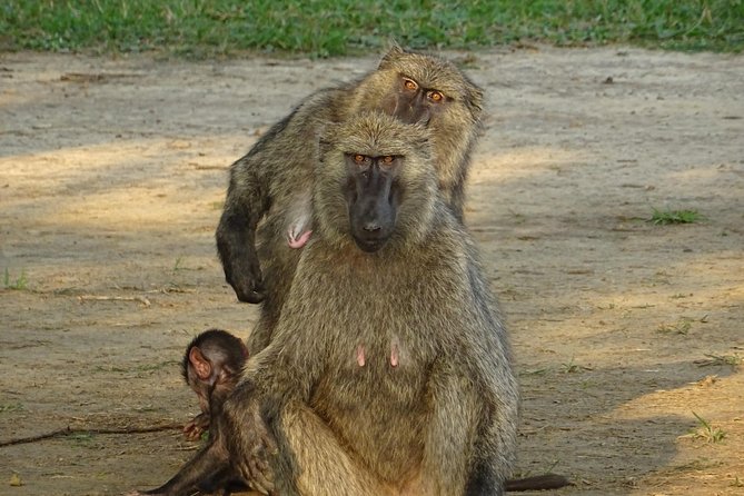 12 Days Memorable Experience tour in Uganda - Murchison Falls National Park: Ferry Crossing, Wildlife Morning, and the Top-of-Falls Hike