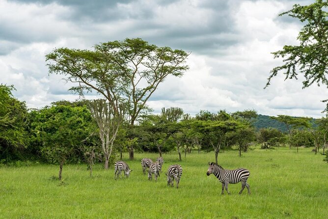 13 Day Uganda Safari with Gorillas, Chimps & Tree climbing lions - Key highlights from this Uganda safari