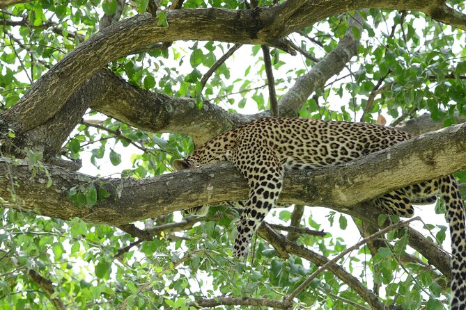 13 Day Uganda Safari with Gorillas, Chimps & Tree climbing lions - Kibale National Park: chimpanzee tracking plus Bigodi swamp walk