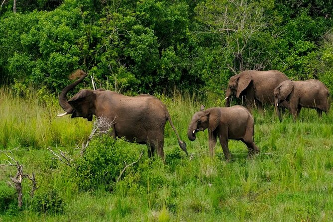 13 Day Uganda Safari with Gorillas, Chimps & Tree climbing lions - Queen Elizabeth National Park: sunrise drives, Kazinga Channel hippos, and lion tracking in Kasenyi