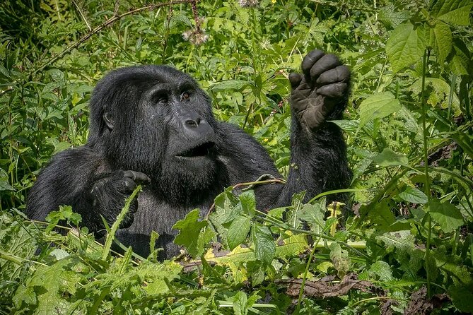 13 Day Uganda Safari with Gorillas, Chimps & Tree climbing lions - Ishasha and the tree-climbing lions: planning for a 70% chance