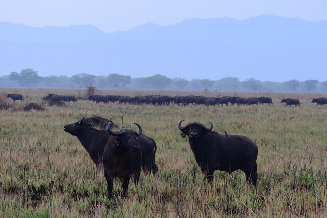 13 Day Uganda Safari with Gorillas, Chimps & Tree climbing lions - Bwindi Impenetrable National Park: gorilla trekking through slippery forest and quiet viewing