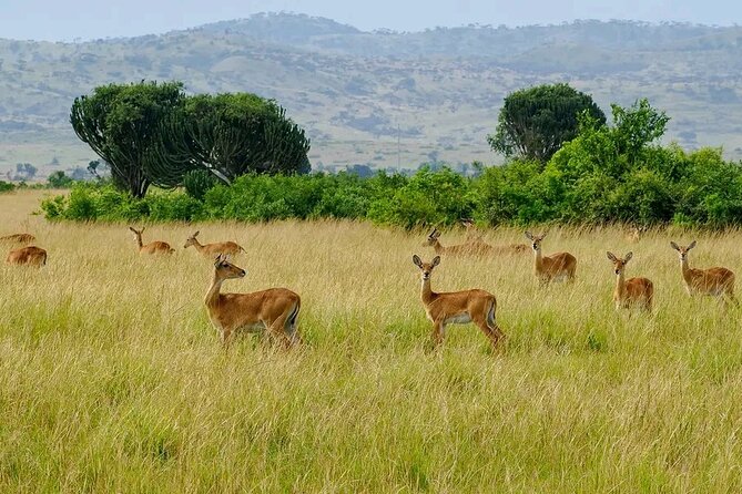 13 Day Uganda Safari with Gorillas, Chimps & Tree climbing lions - Lake Mburo National Park: canoe time and a slower end to the circuit
