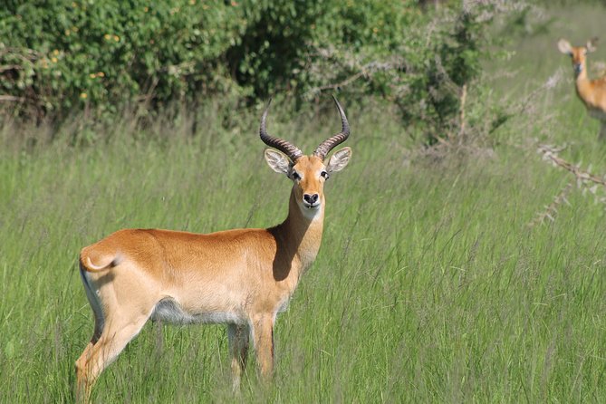 13-Day Wildlife Adventure Trip to the Pearl of Africa - Murchison Falls: rhino tracking and the boat-and-hike payoff (Days 2 and 3)