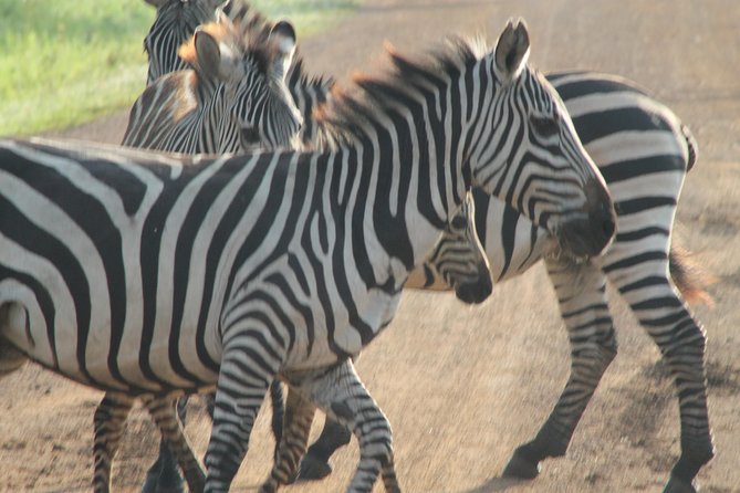 13-Day Wildlife Adventure Trip to the Pearl of Africa - Queen Elizabeth National Park: crater views, lion tracking, and the Kazinga Channel (Days 6 and 7)