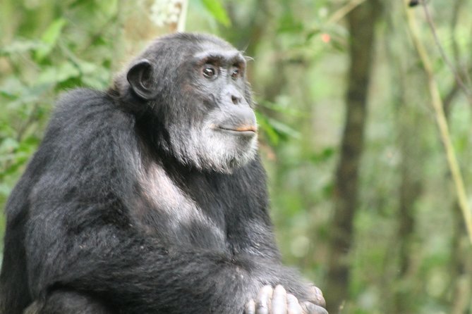 13-Day Wildlife Adventure Trip to the Pearl of Africa - Kibale chimp habituation: spending real time with chimp behavior (Days 4 and 5)