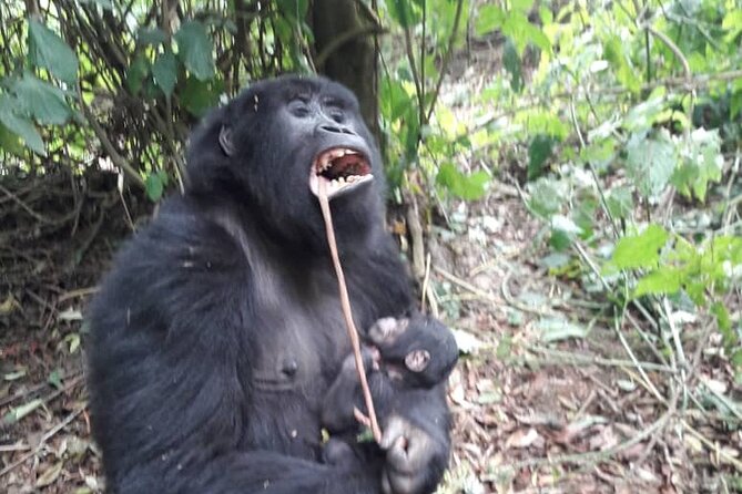 13 Days Private tour to discover Uganda's Best Safari - Key highlights worth noting upfront