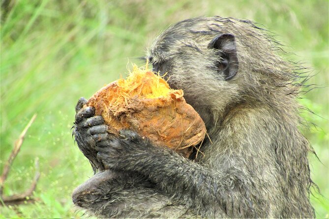 13 Days Private tour to discover Uganda's Best Safari - A 13-Day Uganda Safari Loop From Entebbe to Gorilla Country
