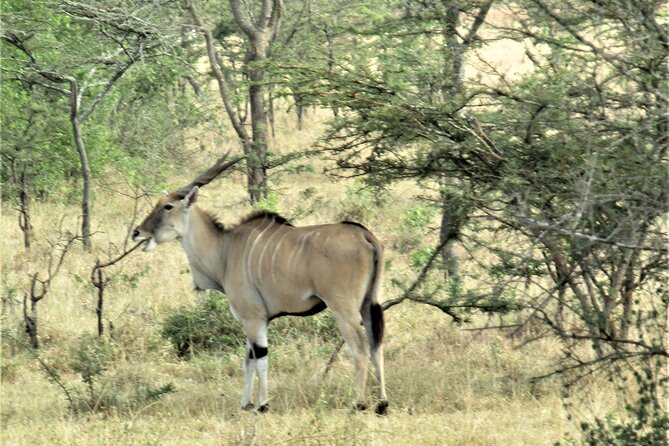 13 Days Private tour to discover Uganda's Best Safari - The rift valley road day between parks