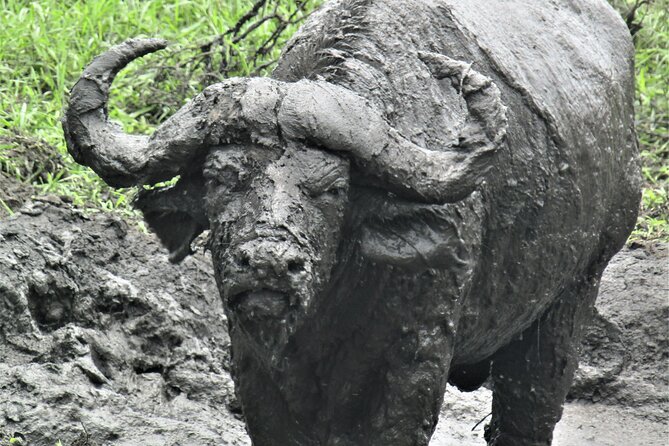 13 Days Private tour to discover Uganda's Best Safari - Kibale Forest chimp tracking and Bigodi Wetland optional nature time