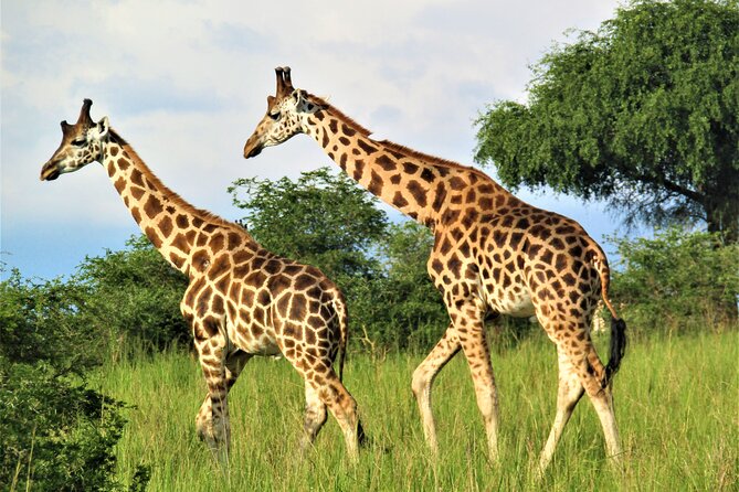 13 Days Private tour to discover Uganda's Best Safari - Bwindi rain forest change of pace and gorilla tracking at 6:00 a.m.