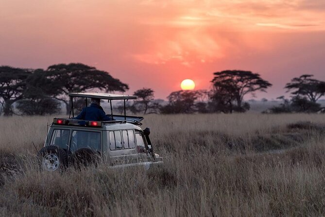 13 Days Wildlife Adventure Trip To The Pearl Of Africa - Ishasha tree-climbing lions: the fun is in the uncertainty