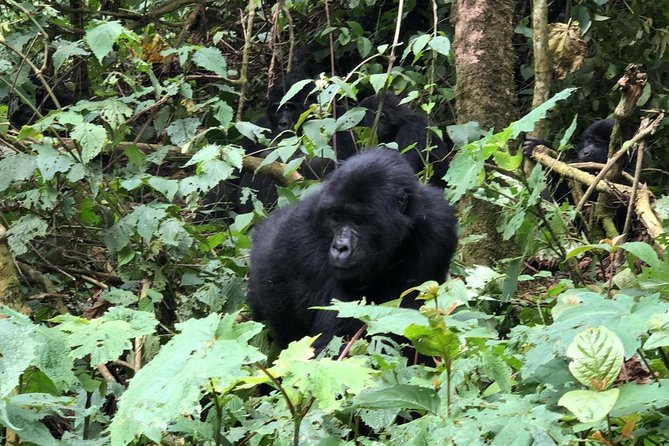 14 Day Pearl of Africa Uganda Classic Wildlife Safari - Uganda in 14 days: how this route stays focused