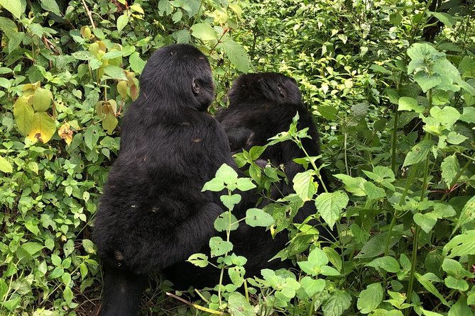 14 Day Pearl of Africa Uganda Classic Wildlife Safari - Ziwa Rhino Sanctuary to Murchison Falls: big conservation energy early