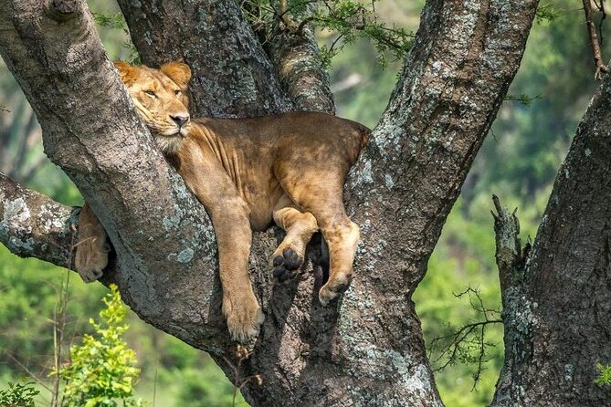 14 Days Uganda Safari Adventure, Gorilla Trekking and WildlifeTour - Days 4 to 7: Kibale chimp tracking and Queen Elizabeth by boat