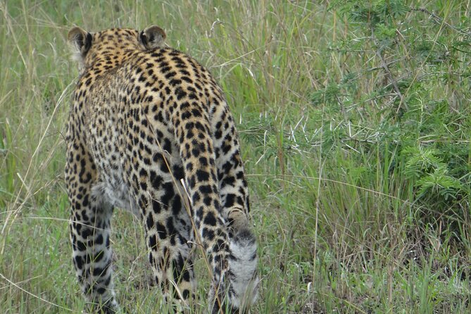 14 Days Uganda Safari Adventure, Gorilla Trekking and WildlifeTour - Days 11 to 12: Gorilla tracking and Lake Bunyonyi canoe, islands, and a family lunch