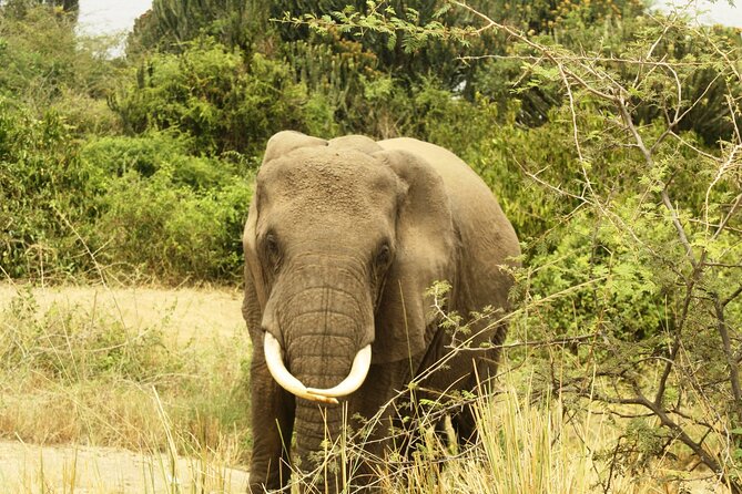 14 Days Uganda Safari Adventure, Gorilla Trekking and WildlifeTour - Days 13 to 14: Lake Mburo night drives and Mabamba swamp with shoebill chances