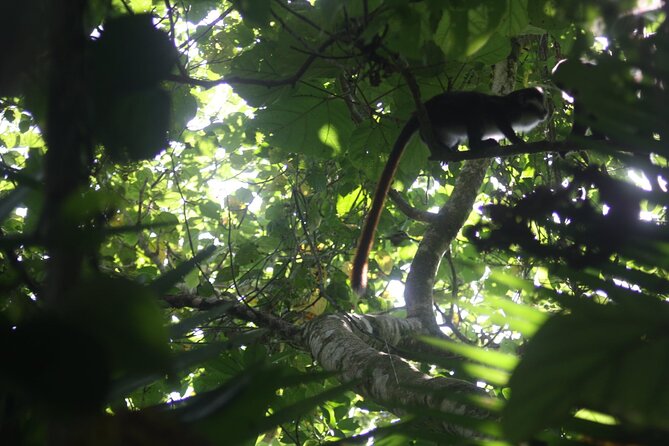 14 Days Uganda Safari Adventure, Gorilla Trekking and WildlifeTour - Guides and the private-group advantage: why it feels smoother