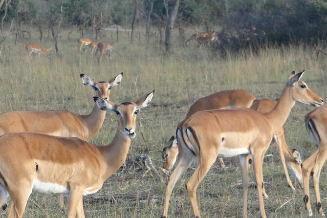 14 Days Uganda Safari Adventure, Gorilla Trekking and WildlifeTour - Practical stuff you should plan for before you go