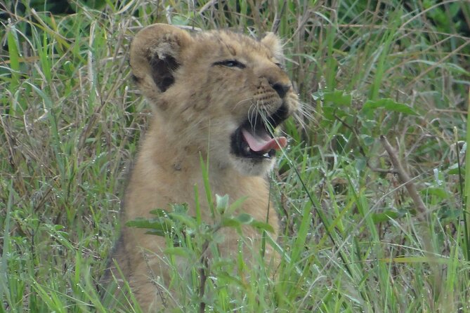 14 Days Uganda Safari Adventure, Gorilla Trekking and WildlifeTour - Who this Uganda safari suits best