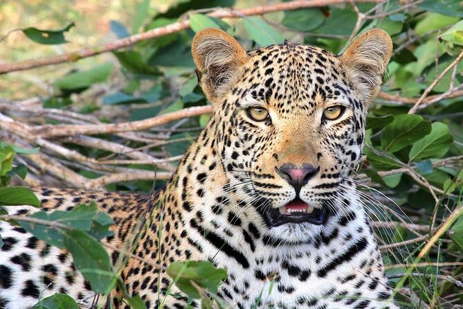 14 Days Uganda Safari Adventure, Gorilla Trekking and WildlifeTour - Day 8 to 10: Kyambura chimps, tree-climbing lions, Echuya culture, golden monkeys