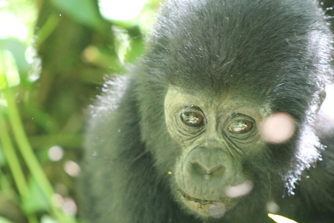 15-Day Gorilla and chimps Trekking, Big 5 and Nature Sighting Safari - Kibale Forest and Fort Portal, Chimps, Primates, and the Top of the World Hike