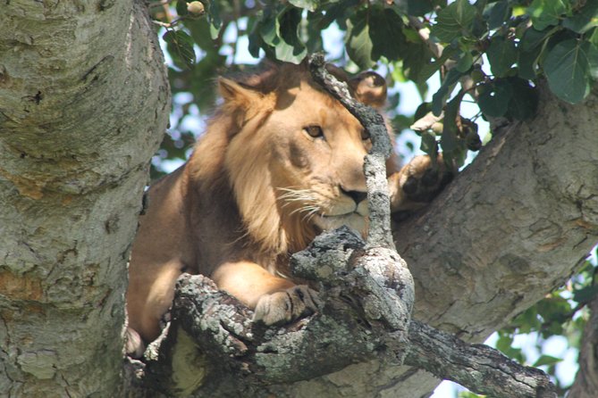 15-Day Gorilla and chimps Trekking, Big 5 and Nature Sighting Safari - Ishasha Tree-Climbing Lions, High Chance, Real Uncertainty