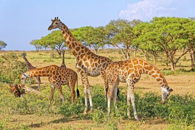 15-Day Gorilla and chimps Trekking, Big 5 and Nature Sighting Safari