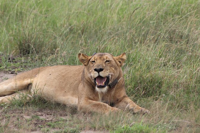 15-Day Gorilla and chimps Trekking, Big 5 and Nature Sighting Safari - Lake Mburo National Park, Ranger-Led Walks and Big Game at Close Range
