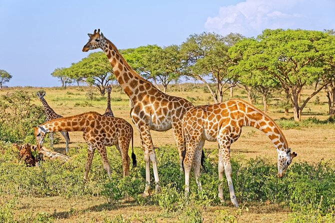 15-Day Gorilla and chimps Trekking, Big 5 and Nature Sighting Safari - Queen Elizabeth National Park, Kasenyi Plains and Kazinga Channel Wildlife Concentrations
