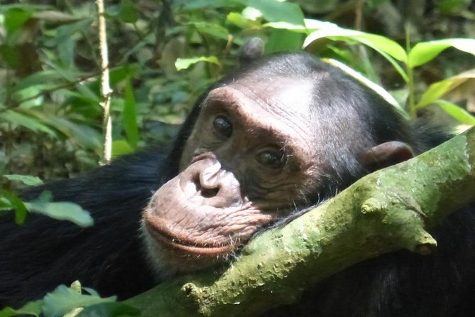 15 Day Gorillas, Chimps and Big 5 Safari Tour - Key things to know before you go