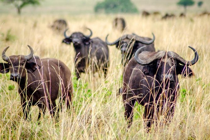 15 Day Gorillas, Chimps and Big 5 Safari Tour - Kibale National Park chimp tracking: closest living relatives, plus a whole primate menu