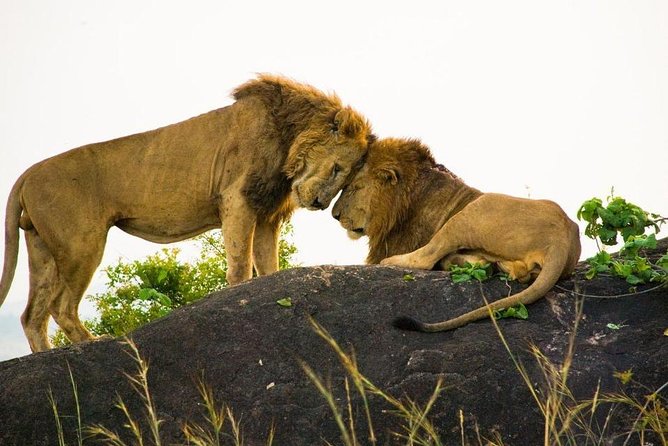 15 Day Gorillas, Chimps and Big 5 Safari Tour - Lake Bunyonyi and Lake Mburo: boats, islands, and ranger-led nature walks