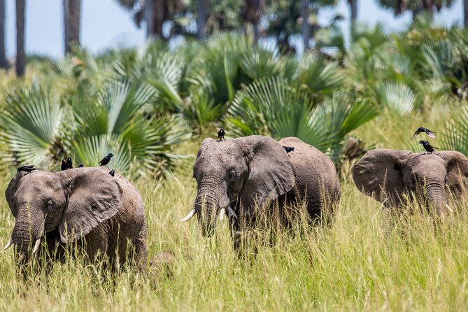 2 Day Guided Murchison Falls And Zziwa Rhino Trekking Safari - Murchison Falls and Zziwa: why this pairing makes sense