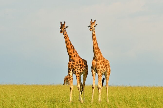 2 Day Guided Murchison Falls And Zziwa Rhino Trekking Safari - Day 2: morning game drive, then Zziwa white rhino trekking