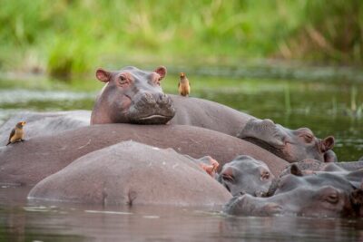 2 Day Guided Murchison Falls And Zziwa Rhino Trekking Safari