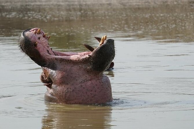 2 Day Guided Murchison Falls And Zziwa Rhino Trekking Safari - What Big Five wording means here, and what you should expect