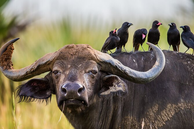 2 Day Guided Murchison Falls And Zziwa Rhino Trekking Safari - Value check: is $1,250 per person worth it for two days?