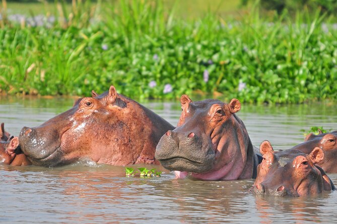 2 Day Guided Murchison Falls And Zziwa Rhino Trekking Safari - Who this tour is best for, and who might want a different plan