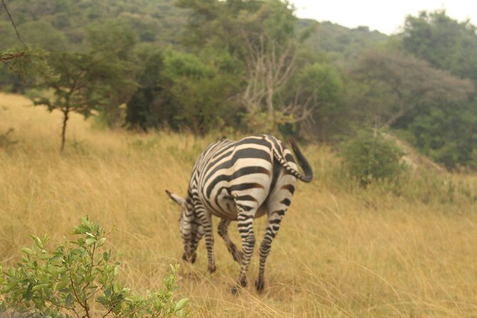 2 Day Lake Mburo National park wildlife Safari - Where the Two Days Really Pay Off: Morning Game Drive Over Savannah and Five Lakes