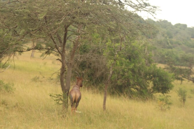 2 Day Lake Mburo National park wildlife Safari - Lunch on the Move Back to Kampala: How the Wrap-Up Works
