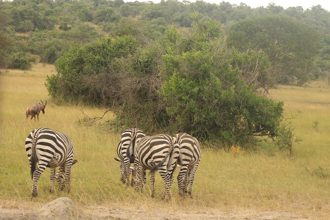 2 Day Lake Mburo National park wildlife Safari - Meals, Accommodation, and What’s Included (So You Can Budget Cleanly)