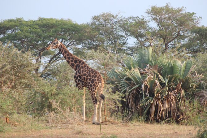 2 Day Lake Mburo National park wildlife Safari - Price and Value: Is $590 a Good Deal for Two Days?