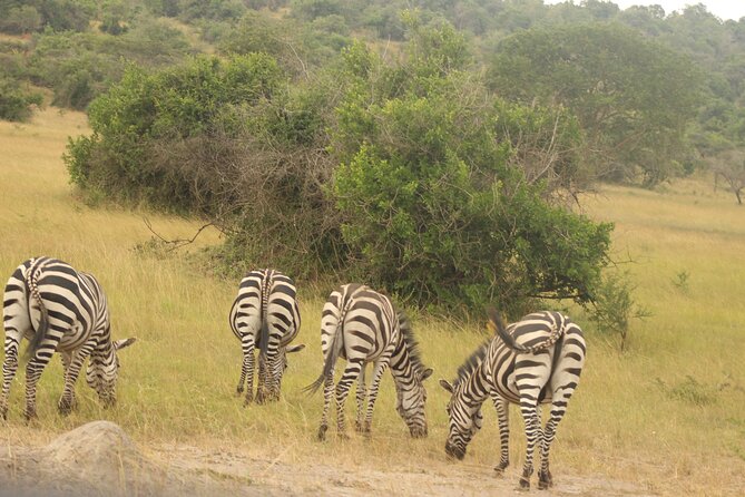 2 Day Lake Mburo National park wildlife Safari - What Makes This Safari Work Well for Wildlife Lovers