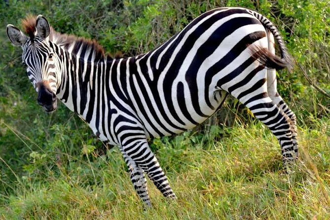 2-Day Wildlife Safari in Lake Mburo National Park - From Kampala to Lake Mburo, a safari that respects your time