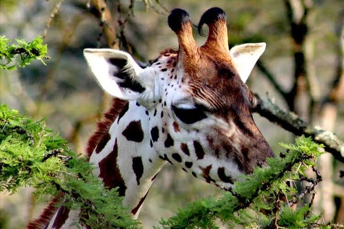 2-Day Wildlife Safari in Lake Mburo National Park - Day 2: bike option or another safari drive
