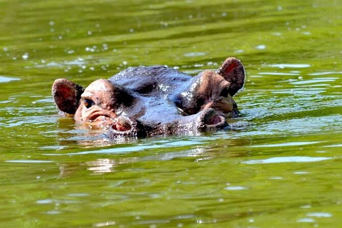 2-Day Wildlife Safari in Lake Mburo National Park - Meals, comfort, and the small touches that matter